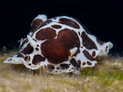 Peltodoris atromaculata