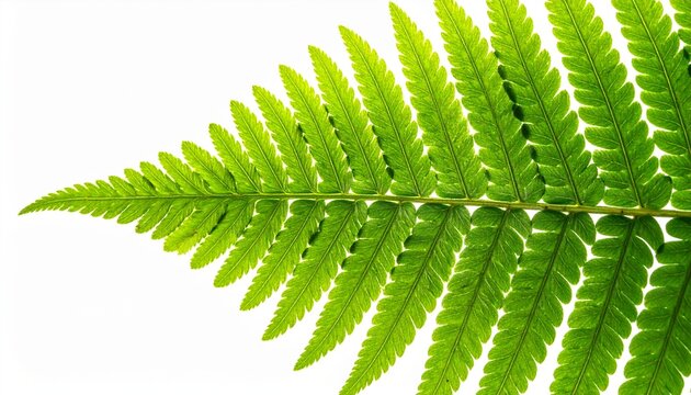 A close-up view of a vibrant green fern leaf showcasing its intricate frond texture in a natural environment.