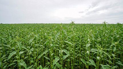 Fototapeta premium Green kenaf agricultural field under an overcast sky, sustainable eco friendly crop production