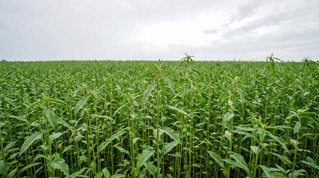 Green kenaf agricultural field under an overcast sky, sustainable eco friendly crop production