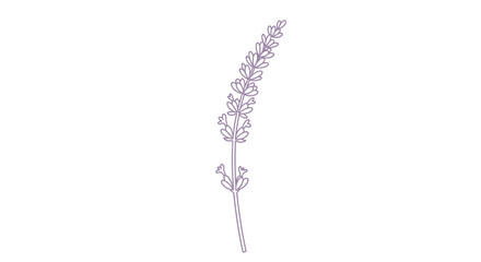 Fototapeta premium Lavender flower with purple petals.