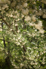 Fototapeta premium White Spring Blossoms