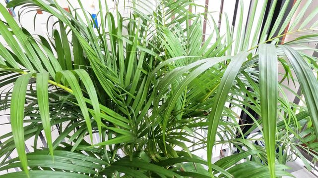 Potted Areca Palm Plant with Green Fronds on a Sunny Balcony