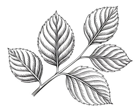 Intricate black and white engraving style illustration of a five-leaf branch with detailed venation on a white background