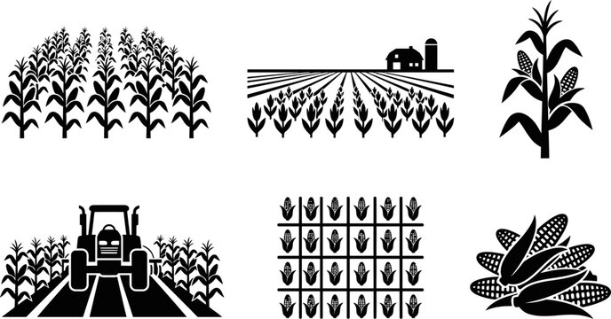 Set of six black and white maize plants, farm field, corn stalk with cob, harvest, crop, agricultural landscape vector icons on transparent background.