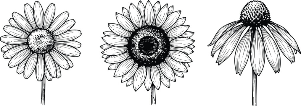 Three detailed botanical line drawings of daisy flowers in profile and frontal views on a white background