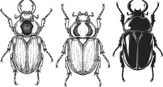 Three intricately drawn rhinoceros beetles with detailed exoskeletons against a white backdrop in a vintage scientific illustration style