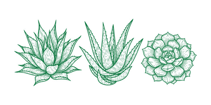 Three succulent plants with detailed green line drawings on a white background for botanical illustrations and design elements