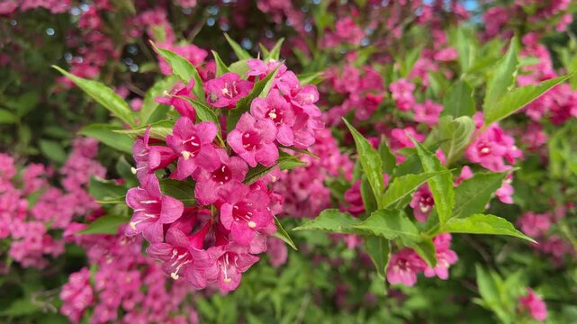 Weigela pink blooms.