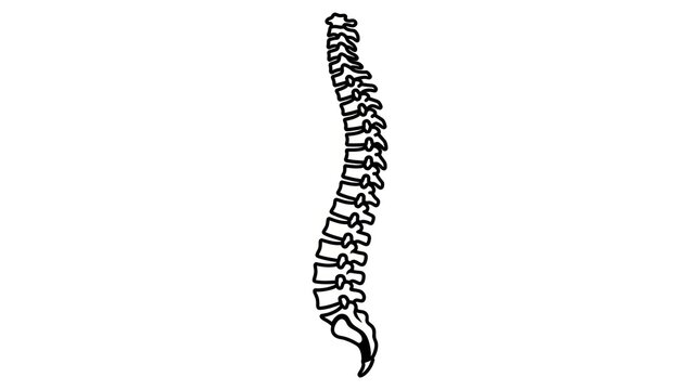 Spine anatomy medical illustration.