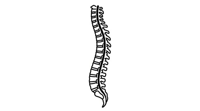 Spine Vertebrae Illustration Medical Anatomy.