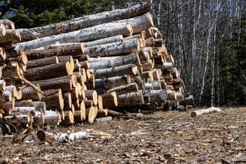 Quebec, Canada, 27 April 2026 : A large pile of freshly cut logs, including birch and other tree species, is stacked in a forest clearing. © Henry Saint John