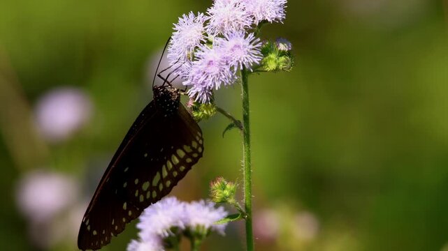 Closeup realtime video of a beautiful Common Crow Butterfly feeding and pollinating on wild Ageratum conyzoides flowers in natural forest habitat during spring season in Himachal Pradesh, India.