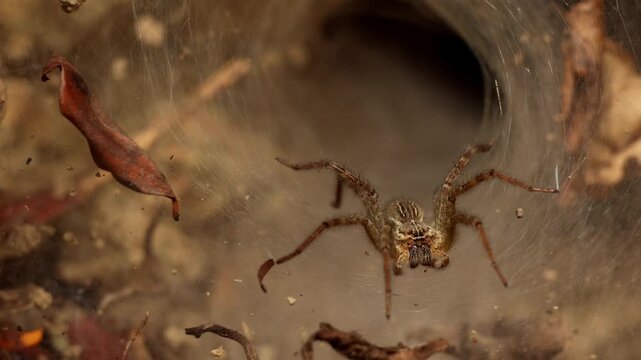 Closeup realtime video of a Hippasa species wolf spider resting near its silk tunnel web hidden among green forest grass during the spring season in Himachal Pradesh, India.
