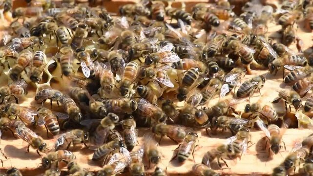 Honey Bees diligently work the hive to produce honey for a beekeeper.