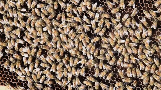 Honey Bees diligently work the hive to produce honey for a beekeeper.