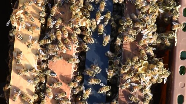 Honey Bees diligently work the hive to produce honey for a beekeeper.