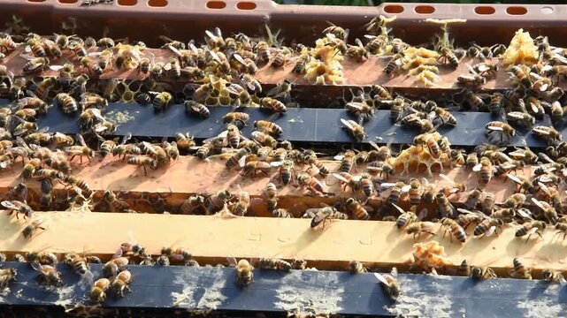 Honey Bees diligently work the hive to produce honey for a beekeeper.