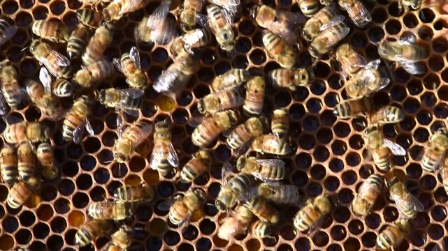 Honey Bees diligently work the hive to produce honey for a beekeeper.