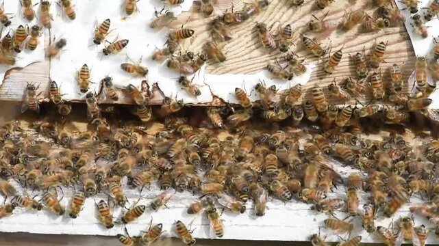 Honey Bees diligently work the hive to produce honey for a beekeeper.