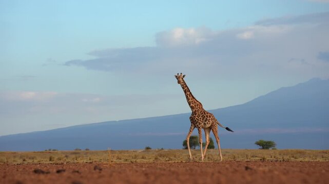 Wild Giraffe Walking Under Cloudy Sky headon seeing us