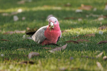 Close-up portrait of a male Galah cockatoo foraging in grass, Western Australia © Tove Liv