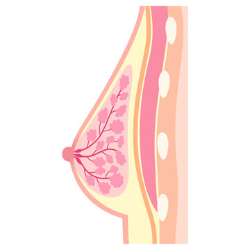 乳腺と周辺組織　胸の断面図