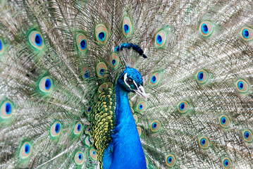 Obraz premium Close-up portrait of a beautiful male blue peacock showing its vibrant colorful feathers in a full display tail.