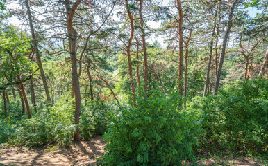 Fototapeta premium Sunlit pine forest with tall straight tree trunks and scattered undergrowth. Outdoor forest photography.