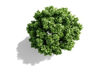 Obraz premium Top view of a dense, green leafy tree casting a shadow on a white background.