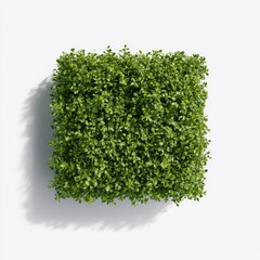 Fototapeta premium A perfectly trimmed, dense green hedge shaped into a neat square casting a shadow on a white background.