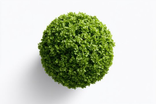 A lush green spherical topiary plant isolated on a plain white background.