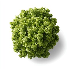 Fototapeta premium Top view of a lush, green bush with dense foliage casting a shadow on a white background.