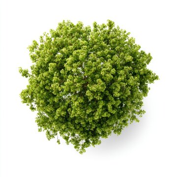A vibrant green tree viewed from above, showcasing dense foliage against a white background.