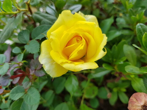 Rosa foetida Herrm. (Persian yellow rose, Austrian copper rose)&mdash;a deciduous shrub with golden-yellow blooms and pungent scent. A bold splash in temperate gardens.