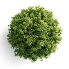 Obraz premium A vibrant, lush green tree viewed from above, showcasing dense foliage in a near-perfect circular shape against a white background.