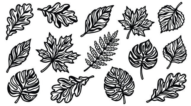 Set of black and white stylized autumn leaves isolated on transparent background. Vector illustration featuring oak maple fern monstera.