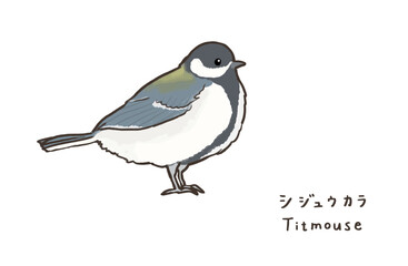 Obraz premium シンプルなシジュウカラのイラスト 可愛いシジュウカラのイラスト