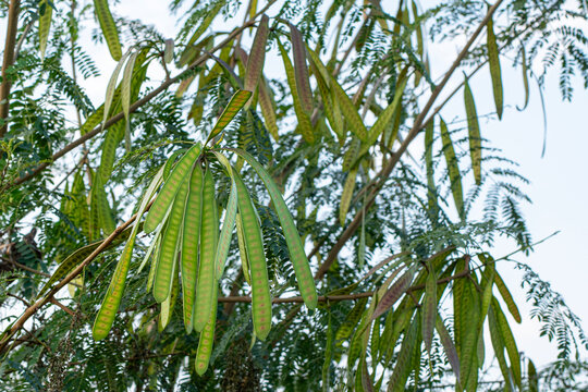 Lamtoro, kemlandingan, petai selong or petai cina (Leucaena leucocephala) as food and alternative herbal medicine