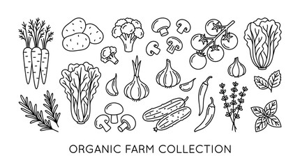 Fototapeta premium Organic Farm Collection Hand Drawn Vegetables and Herbs.