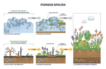 Obraz premium Pioneer species outline depicts succession, from bare rock to soil and thriving plants, rocks, lichens, roots mark key stages of colonization and growth. Outline diagram