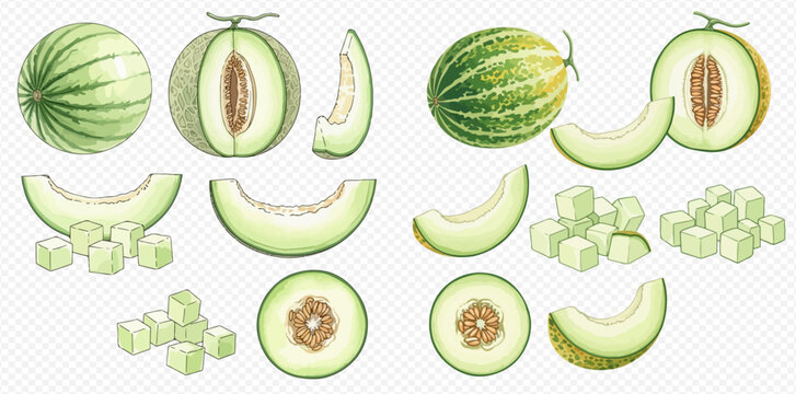 Fresh cantaloupe and honeydew melon set, whole, sliced, and diced, watercolor illustration.