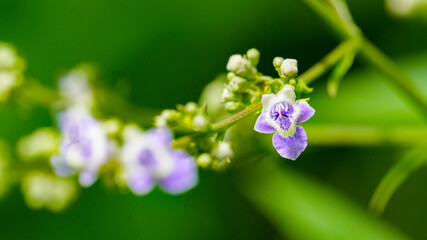 Selective focus of tiny creeping foxglove flower with bright green out of focus background creating elegant minimal look copy space © pixfly
