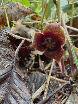 ウスバサイシン（Asarum sieboldii Miq）：暗紫色の花をクローズアップ／日本長野県の八千穂高原・5月