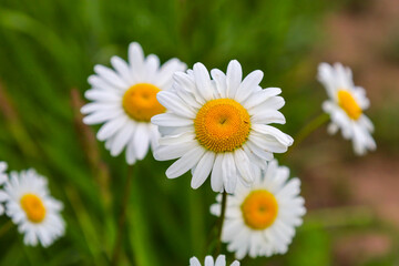 Obraz premium Bright flower heads of field chamomiles bloom in a close-up shot against a blurred green grass background. The main flower with white petals and a yellow center stands out in sharp focus, creating a f