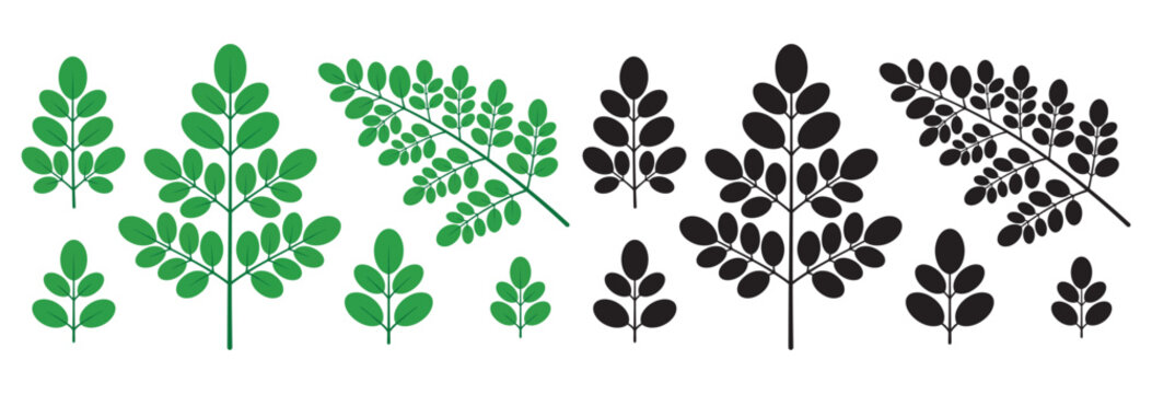 Collection of green and black moringa leaves and branches on transparent background