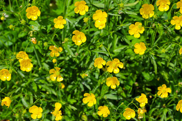 Obraz premium A picturesque top view of many bright yellow buttercup flowers blooming densely against a background of lush green grass.