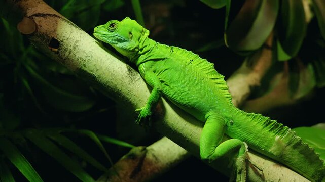 A vibrant green basilisk lizard, known for its ability to run on water, rests motionless on a tree branch in a lush tropical forest