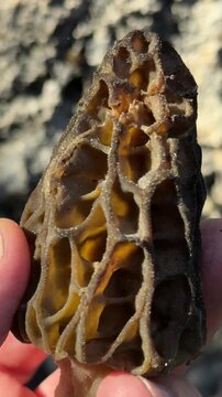 Macro close-up of a freshly picked wild morel mushroom in hand