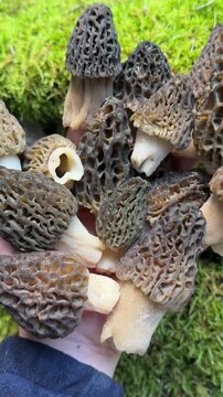 Successful Spring Harvest of Gourmet Morel Mushrooms in the Forest